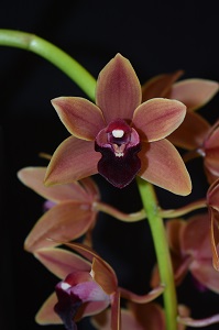 Cym. Jaquiline Hatfield 'Elegant' HCC/AOS 78 pts.